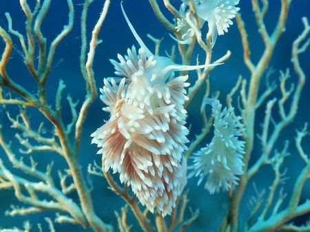 旅游景区       西沙群岛还有着连绵数公里的奇型珊瑚礁,附近的海域也