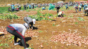 昆明凤合镇首届洋芋美食文化旅游节开幕 6000人共享洋芋盛宴