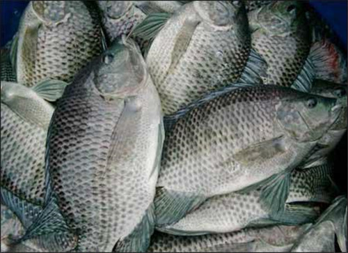 这种鱼刺少、好吃又便宜，广东人为什么不爱吃？