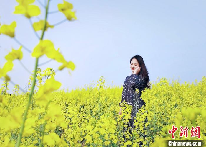 图为游客在鄂州梁子湖区油菜花田拍照 毛曦 摄