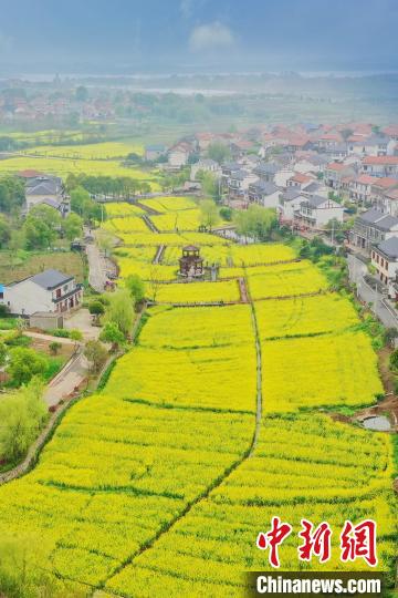 湖北鄂州：油菜花开金黄遍野