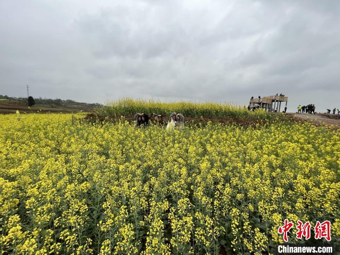 图为鄂州梁子湖区万亩油菜花田吸引游人赏玩 毛曦 摄